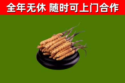 桓台回收冬虫夏草